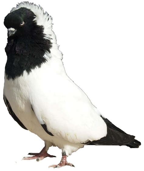 Most Popular Fancy Pigeons Uk And Usa Fancy Pigeons ~ Kabootar Baaz