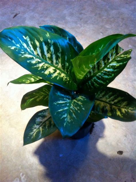 Small Tropical House Plants Rickyhil Outdoor Ideas Pests Tropical House Plants