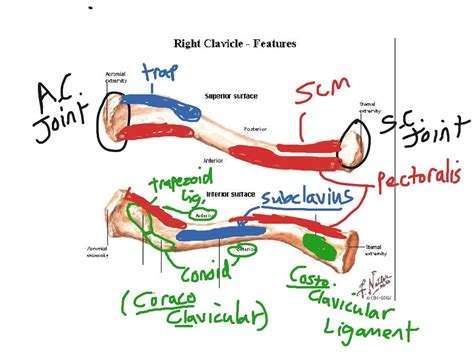 Clavicle Anatomy ShowMe