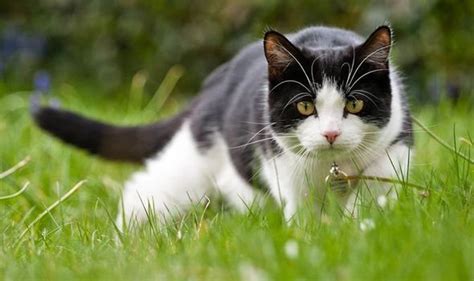 Try planting them throughout your garden to keep the cats at bay. How to stop cats from pooping in the garden | Express.co.uk