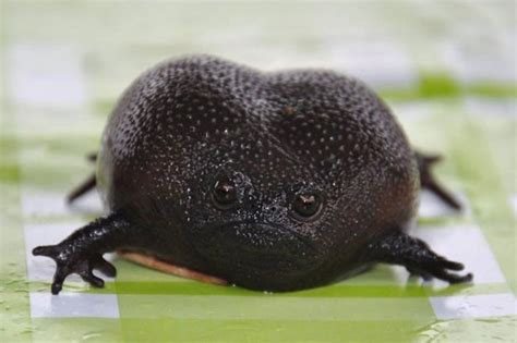 Meet Cute Black Rain Frogs That Look Like Angry Or Sad