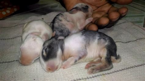 New Born Rabbit Babies Youtube