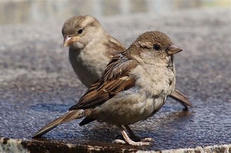 Most Common Backyard Birds Of Michigan You Have To See Learn Bird