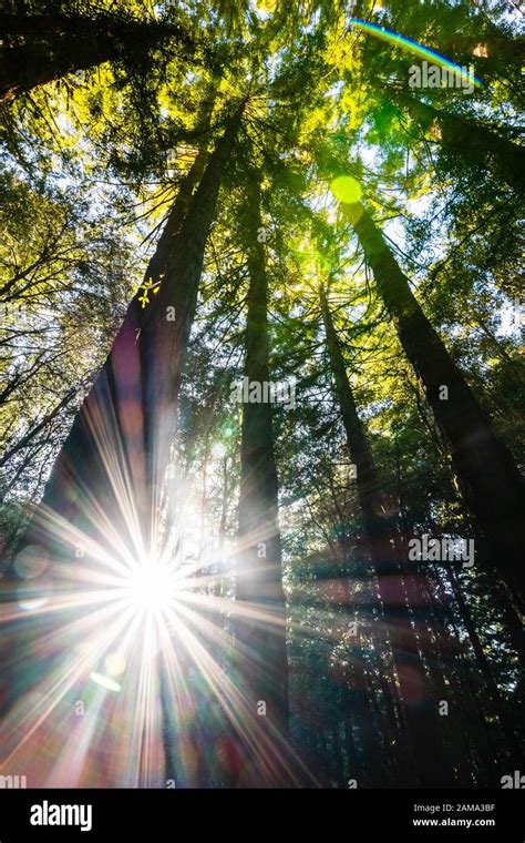 Sun Shining Through A Redwood Trees Forest Sequoia Sempervirens