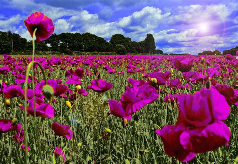 Purple Petaled Flower Field During Daytime Hd Wallpaper Wallpaper Flare