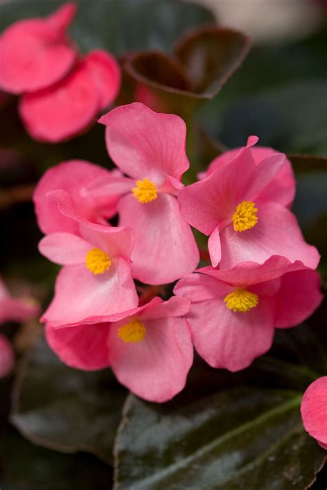 How To Plant And Grow Begonias