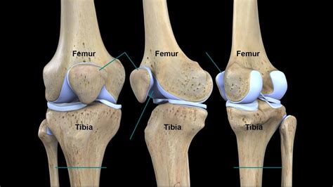 Knee Complex Part 1 Tibio Femoral Joint Youtube