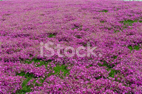 Pink Moss Japan Stock Photo Royalty Free Freeimages