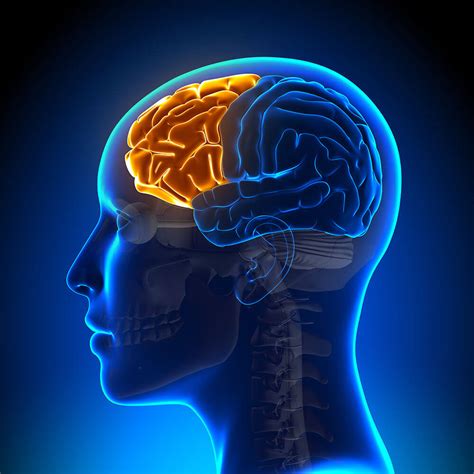 Frontal Lobe Function, Location in Brain, Damage, More | Simply Psychology