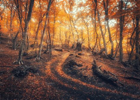 Amazing Autumn Forest In Fog High Quality Nature Stock Photos