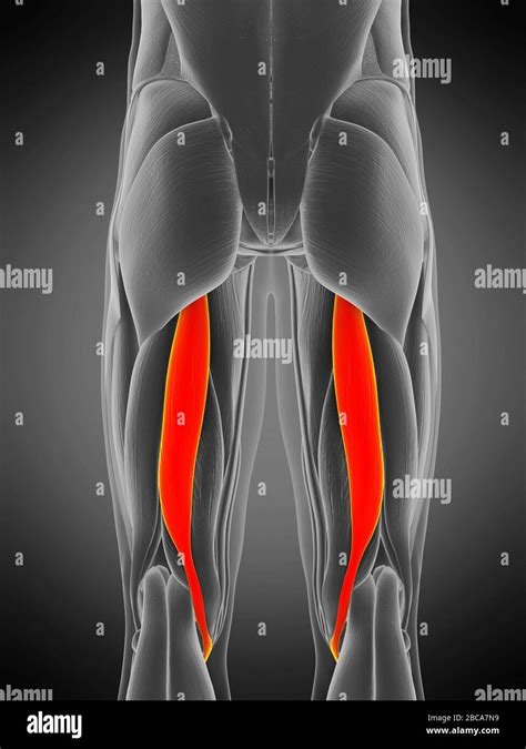 Semitendinosus Muscle Hi Res Stock Photography And Images Alamy