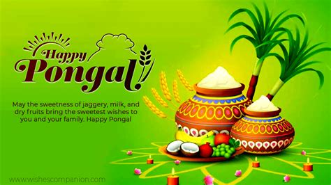 50 Happy Pongal Festival Wishes Greetings With Images
