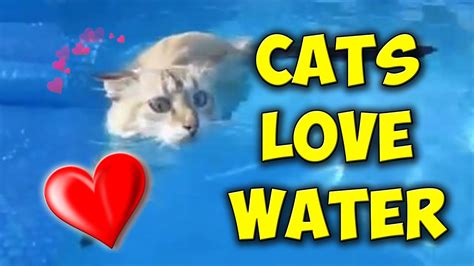 Funny Cats Love Water Swimming Cats Compilation Youtube