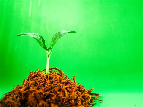 How do i know the similarities? Difference Between Botany and Horticulture | Difference ...