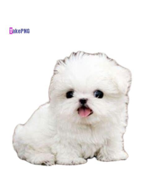 Cute Dog Face Png Image Photo 1404 Takepng Download Free Png Images