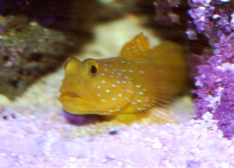Absolutely Fish Blogs A Strange Pairing Gobies And Pistol Shrimp