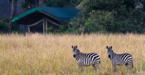 Top 4 Camps In The Masai Mara During The Wildebeest Migration Bench