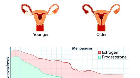 Body Changes After Menopause Body Choices