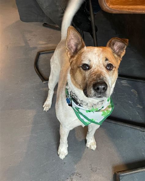 Lakeview Taproom Pet Policy