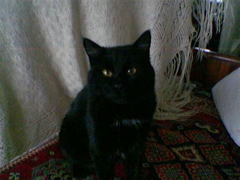 black cat   dark room enhancement   mobile camera