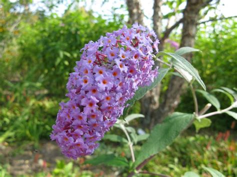 Buddleia Davidii Nanho Purple Butterfly Bush Flickr