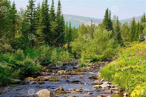Siberian Taiga Stock Image Image Of Wood Vegetation 26801677