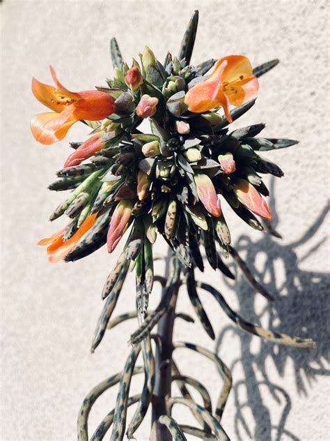 mother-of-thousands-plant-bloom-orange-flowers-in-2020-mother
