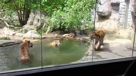 1 Year Old Tiger Cubs Playing At Columbus Zoo Youtube