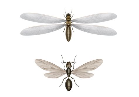 Nine Differences Between A Termite And Flying Ant Proactive Pest Control