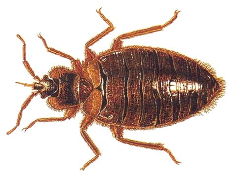 Bed Bug Pest Png Clipart Png Mart