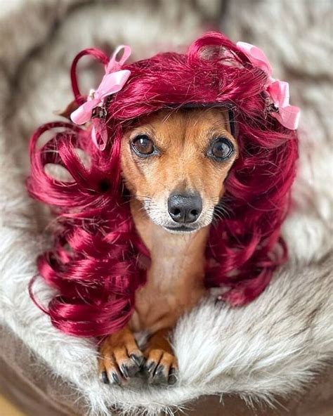 50 Funny Pics Of Dogs With Wigs That Will Brighten Your Day Same