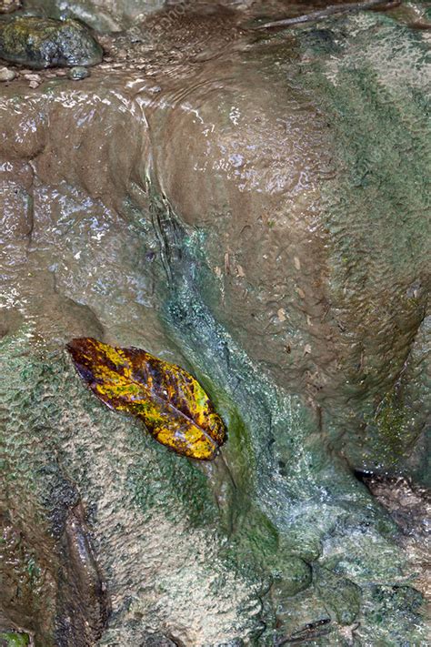 Leaf At Hughs Dale Waterfall Christmas Island Australia Stock