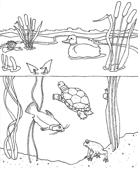 Pond Animals Coloring Pages At Free