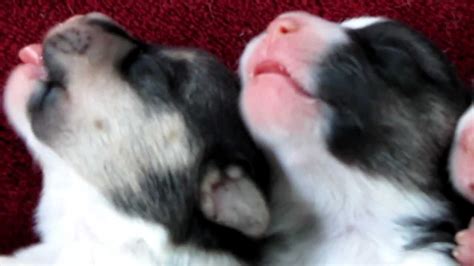 Cute Newborn Corgi Puppies Sleeping Youtube