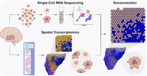 Integration Of Single Cell Rna Sequencing And F Research