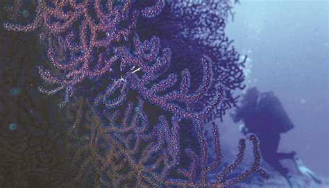 More Marine Heatwaves Threaten Fish And Corals — Study Gulf Times