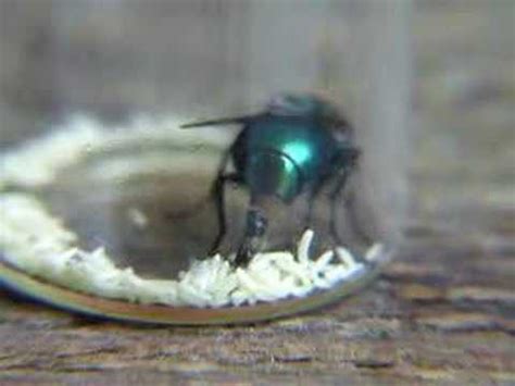 Can you get maggots in your poop? A common blow fly laying eggs - YouTube