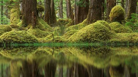 Bc Swamp Forest Bing Wallpaper Download