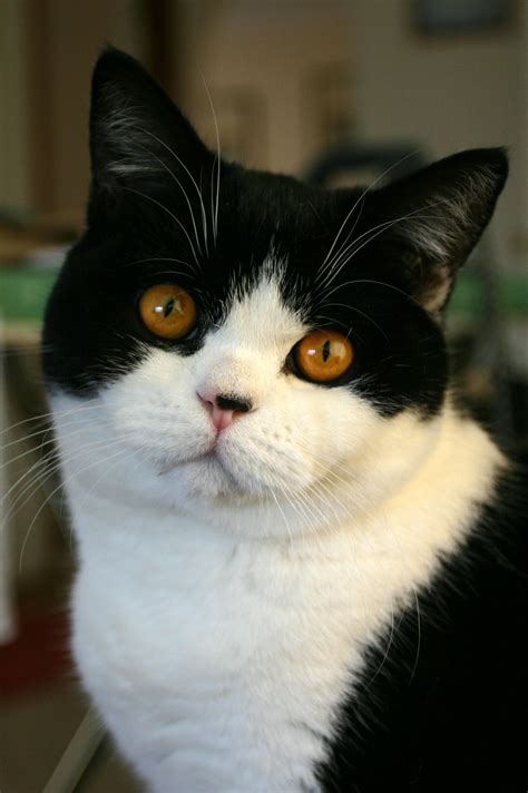 Tuxedo Cat British Shorthair Black And White Cat Breeds