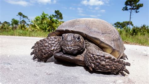 Protections For Gopher Tortoises Under Consideration By Federal Officials