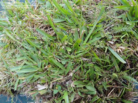 Plant Identification Closed An Invasive Grass In A Lawn 2 By Nzwide