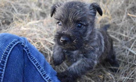Cairn Terrier Puppies For Sale