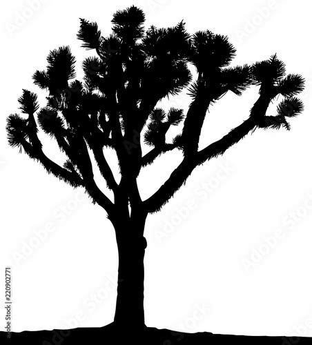 A Silhouette Of A Joshua Tree In Black And White Buy This Stock
