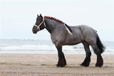 largest horse breeds   world horsezz