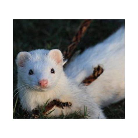 pet white ferret anna blog