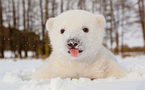 Watch Cute Polar Bear Plays In Snow For First Time Fun Kids The Uks Childrens Radio Station
