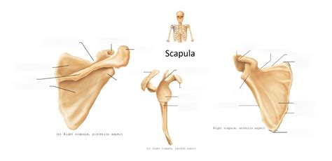 Scapula And Clavicle Diagram Quizlet