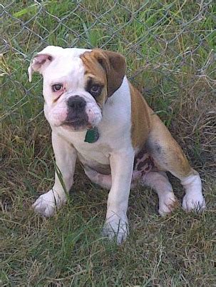 Character the valley bulldog is charming and protective. Are you wondering about The Valley Bulldog? Find out about this breed