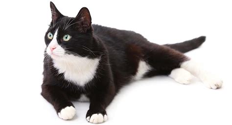 Good Cat Names For A Black And White Cat Cat Lovster