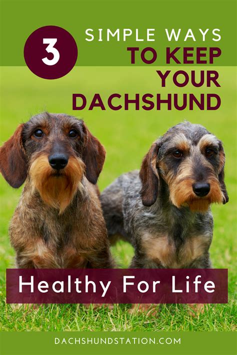 If you've just been joined by a new dachshund family member, you're on the right webpage. Pin on Team Dachshund